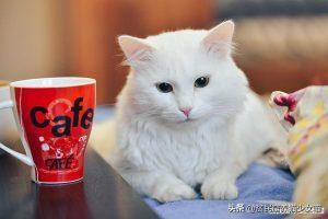 猫咪每天到底该吃多少？喂猫也有公式(图9)