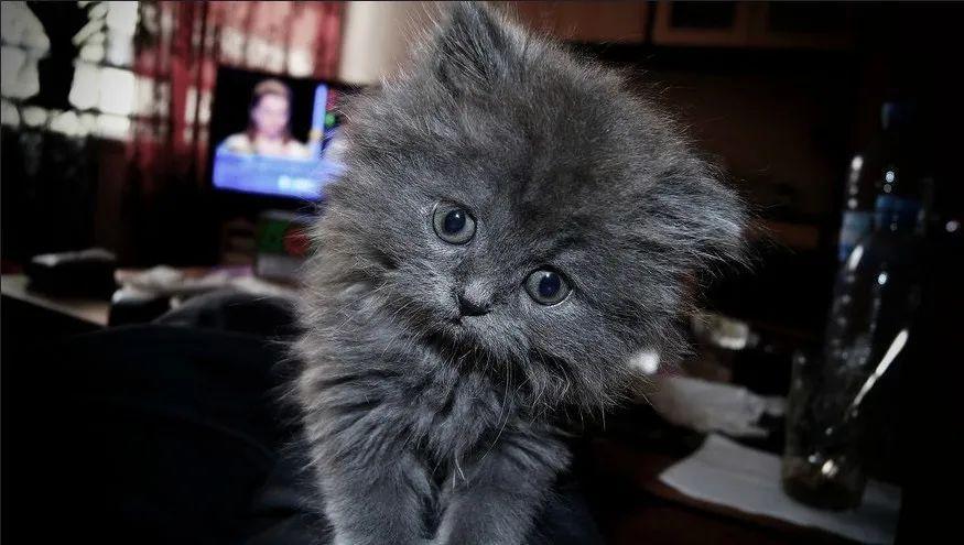 疫情期间，如何在家帮猫咪修剪毛发？简单的帮猫咪修毛的方法(图1)