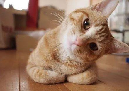 疫情期间，如何在家帮猫咪修剪毛发？简单的帮猫咪修毛的方法(图4)