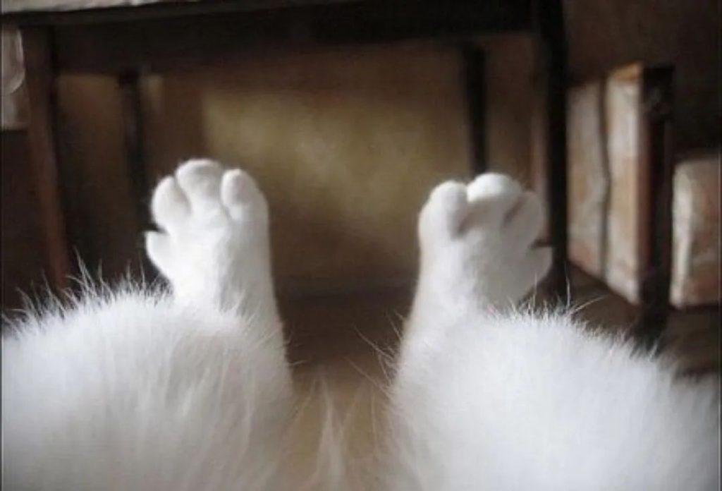 疫情期间，如何在家帮猫咪修剪毛发？简单的帮猫咪修毛的方法(图6)