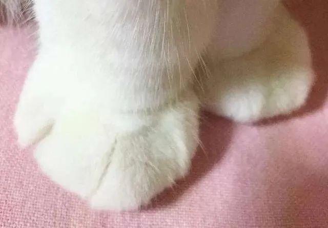 疫情期间，如何在家帮猫咪修剪毛发？简单的帮猫咪修毛的方法(图7)