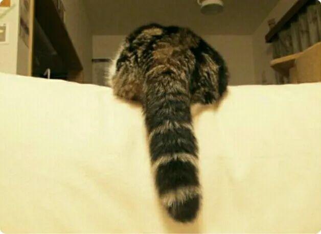 疫情期间，如何在家帮猫咪修剪毛发？简单的帮猫咪修毛的方法(图8)