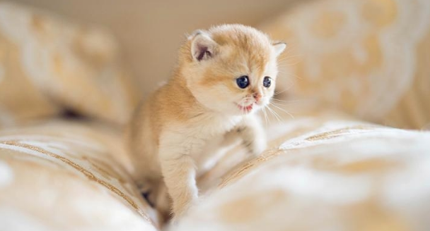 5分钟带你看完猫咪的一生，时光荏苒，请珍惜与猫咪的相处吧(图1)