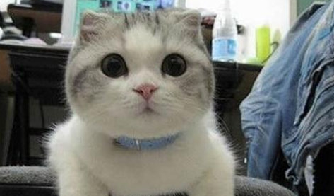 5分钟带你看完猫咪的一生，时光荏苒，请珍惜与猫咪的相处吧(图2)