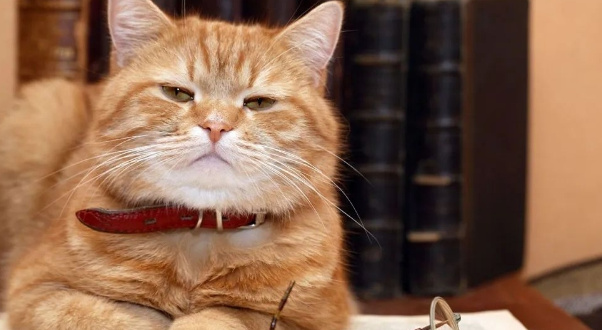 5分钟带你看完猫咪的一生，时光荏苒，请珍惜与猫咪的相处吧(图3)