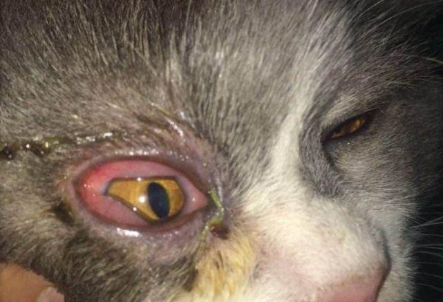 猫咪总是流眼泪到底是什么情况？六种病况不可轻视！(图7)