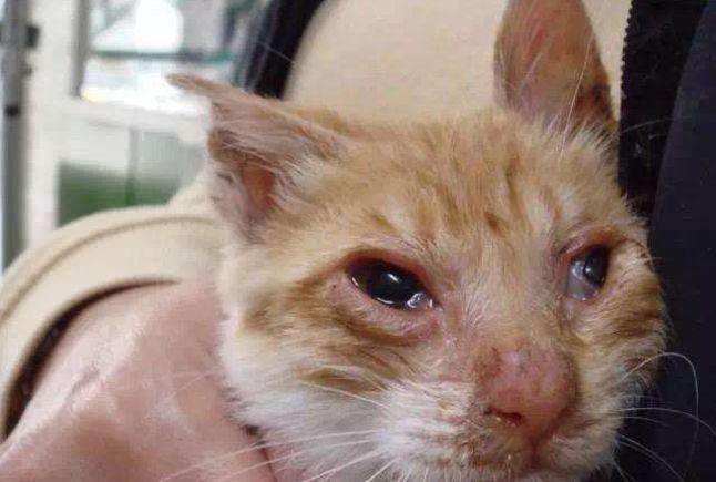 猫咪总是流眼泪到底是什么情况？六种病况不可轻视！(图6)