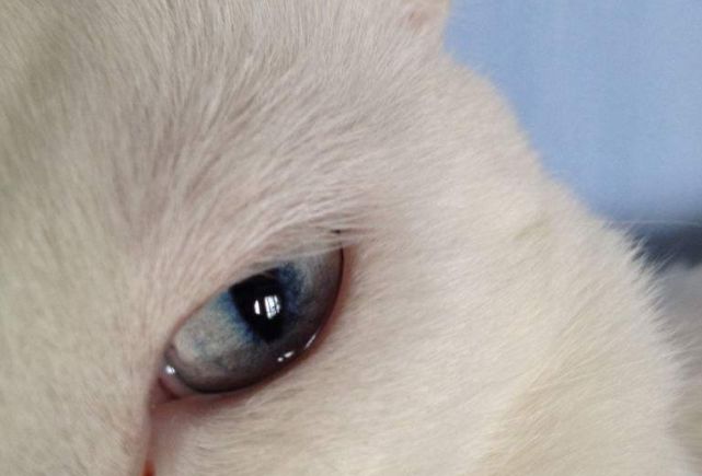 猫咪总是流眼泪到底是什么情况？六种病况不可轻视！(图3)