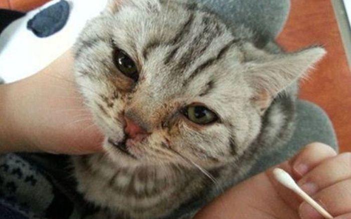 猫咪总是流眼泪到底是什么情况？六种病况不可轻视！(图5)