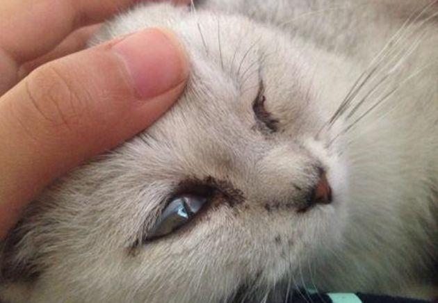 猫咪总是流眼泪到底是什么情况？六种病况不可轻视！(图9)
