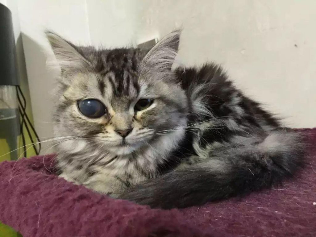 猫咪总是流眼泪到底是什么情况？六种病况不可轻视！(图8)