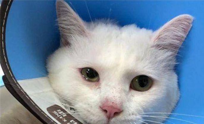 猫咪总是流眼泪到底是什么情况？六种病况不可轻视！(图10)