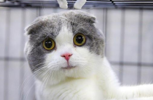 发病的折耳猫，被主人连猫带包丢在雨中，它强忍疼痛向陌生人示好(图1)