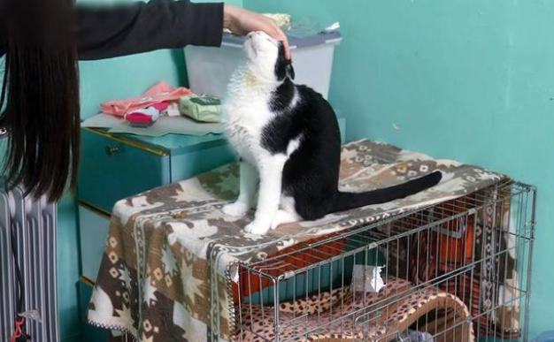 发病的折耳猫，被主人连猫带包丢在雨中，它强忍疼痛向陌生人示好(图3)