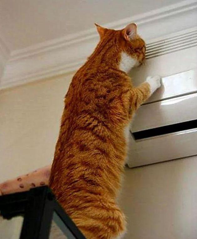 夏天养猫的7个注意事项，一定要小心了，别让猫咪中暑了(图1)