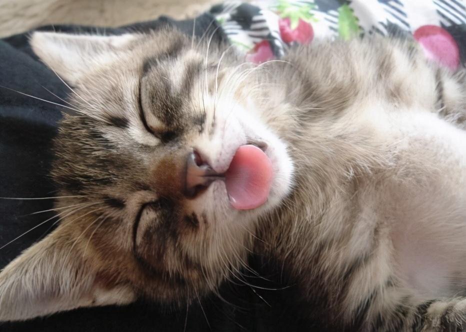 夏天养猫的7个注意事项，一定要小心了，别让猫咪中暑了(图2)