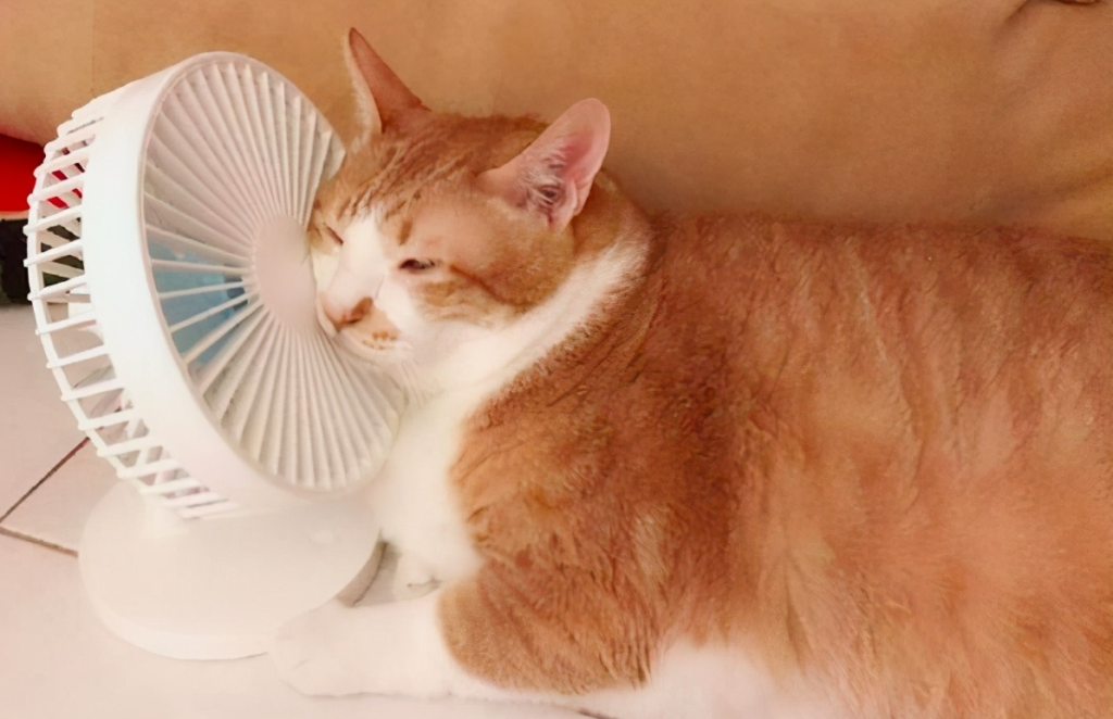 夏天养猫的7个注意事项，一定要小心了，别让猫咪中暑了(图3)