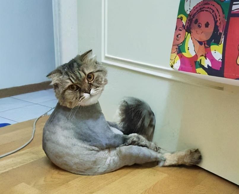 夏天养猫的7个注意事项，一定要小心了，别让猫咪中暑了(图4)