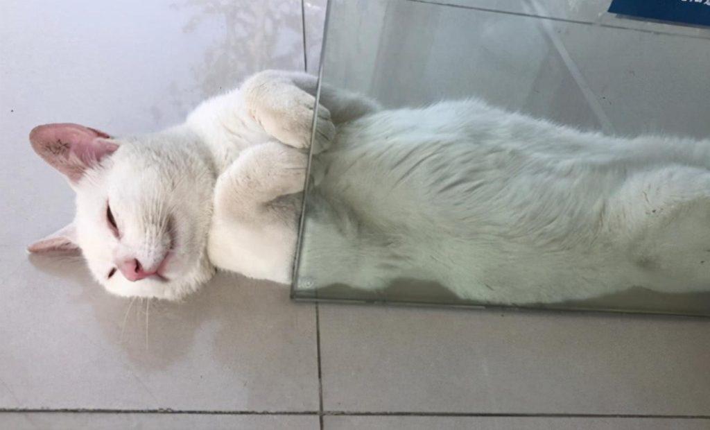 夏天养猫的7个注意事项，一定要小心了，别让猫咪中暑了(图6)