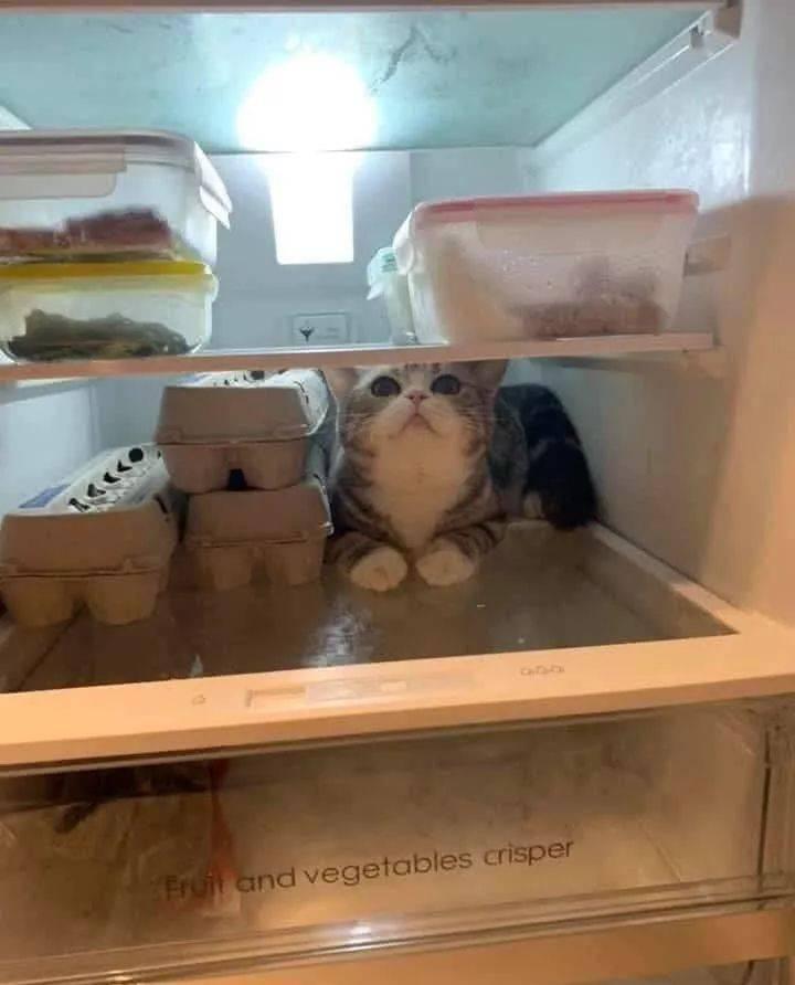 夏天养猫的7个注意事项，一定要小心了，别让猫咪中暑了(图7)