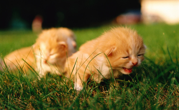 爱睡觉的猫咪一直叫不醒，主人过去给了一巴掌，可爱的一幕出现了(图1)