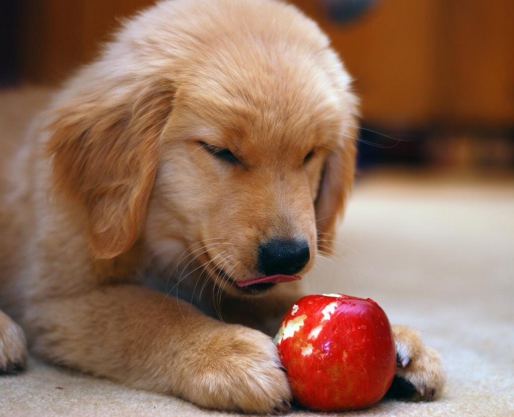 总说人的食物不能给狗吃?其实有些零食可以适当吃,例如以下几种(狗可以吃的人的零食)(图3)