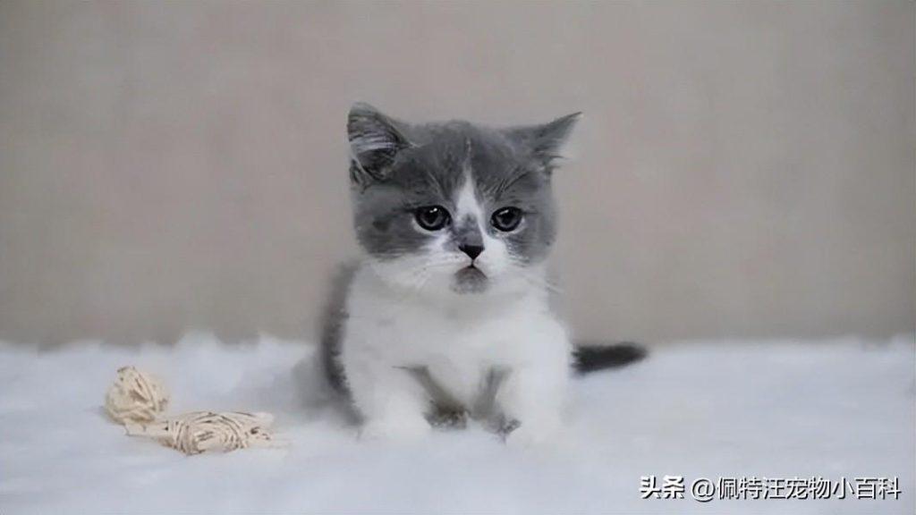 2个月大的小猫一天睡几个小时？幼猫的睡眠时间是不固定的(图1)