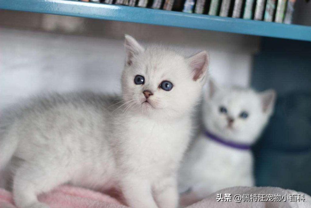 2个月大的小猫一天睡几个小时？幼猫的睡眠时间是不固定的(图2)