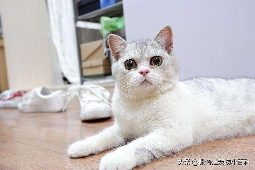 2个月大的小猫一天睡几个小时？幼猫的睡眠时间是不固定的(图3)