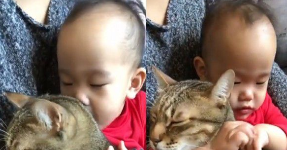 吸猫运动请从小做起 小小年纪就有专业猫奴气质(图1)