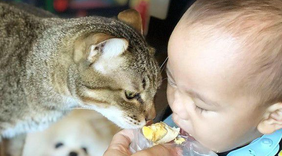 吸猫运动请从小做起 小小年纪就有专业猫奴气质(图3)