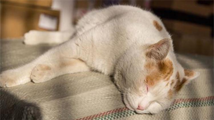 惩罚猫咪如何把握到这个度？7个合理方式，能达到你的效果(图3)