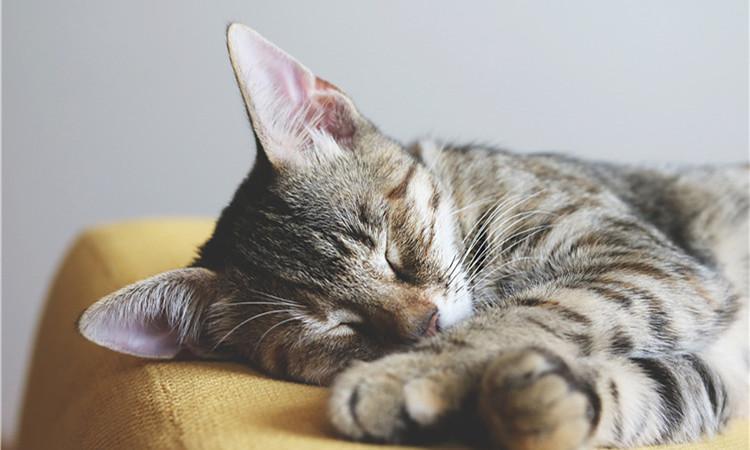 惩罚猫咪如何把握到这个度？7个合理方式，能达到你的效果(图2)