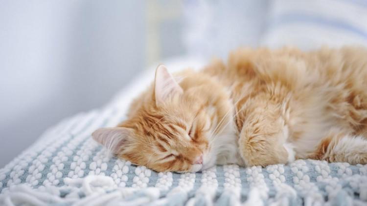 惩罚猫咪如何把握到这个度？7个合理方式，能达到你的效果(图5)