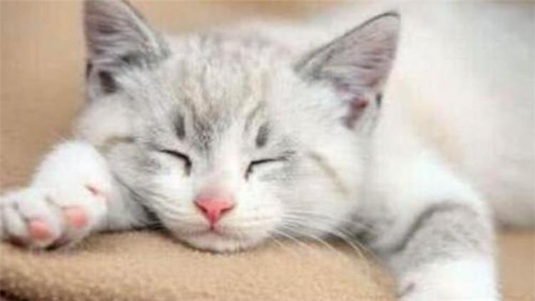 惩罚猫咪如何把握到这个度？7个合理方式，能达到你的效果(图4)