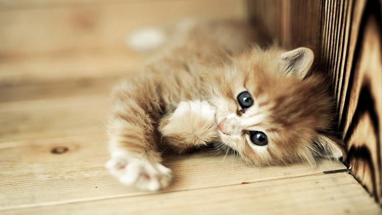 惩罚猫咪如何把握到这个度？7个合理方式，能达到你的效果(图6)