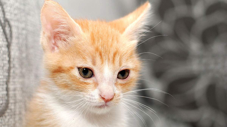 惩罚猫咪如何把握到这个度？7个合理方式，能达到你的效果(图7)