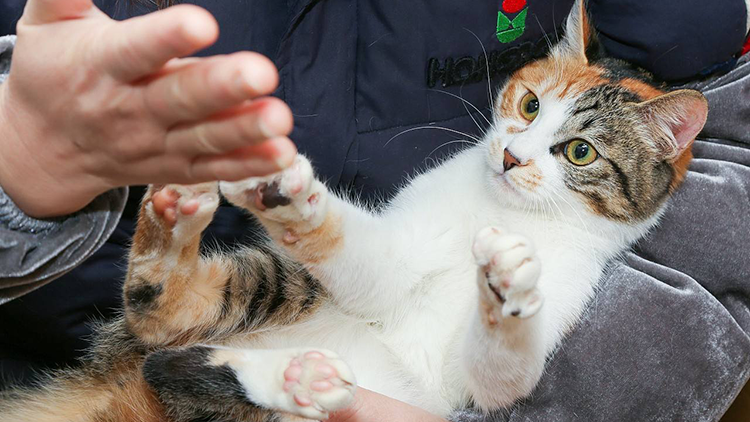 惩罚猫咪如何把握到这个度？7个合理方式，能达到你的效果(图8)