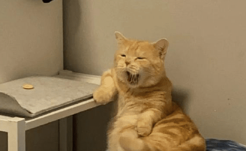 猫咪坐在床上爪子还搭在桌子上，一副大佬的坐姿：还不快来拜见！(图1)