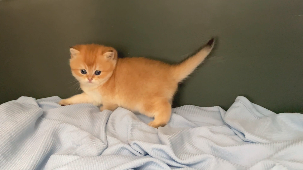 一只猫身价70万元，可谓是猫中“藏獒”，它凭啥这样贵？(图1)