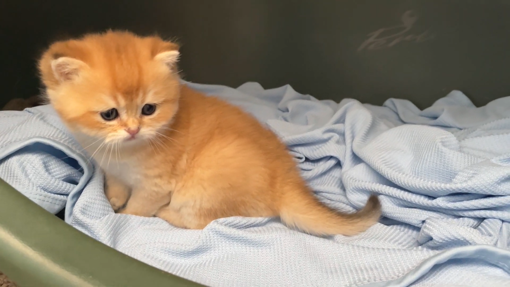 一只猫身价70万元，可谓是猫中“藏獒”，它凭啥这样贵？(图2)