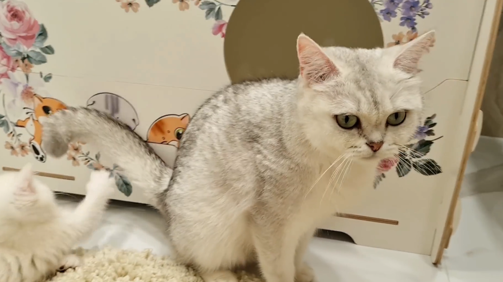 一只猫身价70万元，可谓是猫中“藏獒”，它凭啥这样贵？(图3)