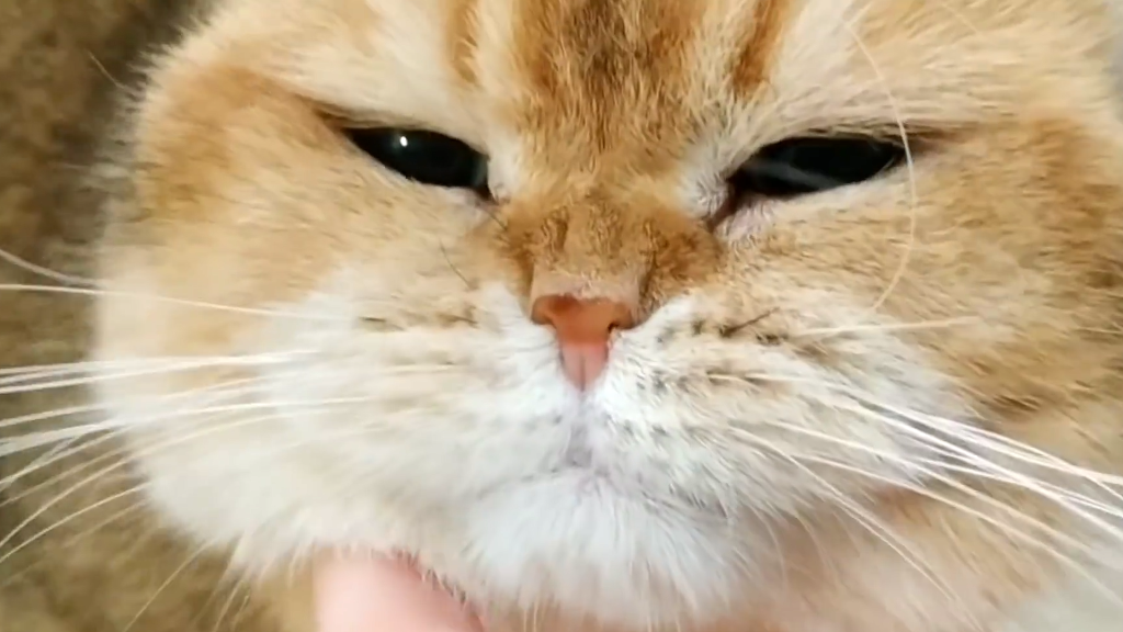 一只猫身价70万元，可谓是猫中“藏獒”，它凭啥这样贵？(图4)