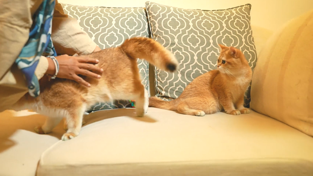 一只猫身价70万元，可谓是猫中“藏獒”，它凭啥这样贵？(图6)