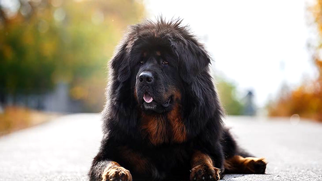 一只猫身价70万元，可谓是猫中“藏獒”，它凭啥这样贵？(图7)