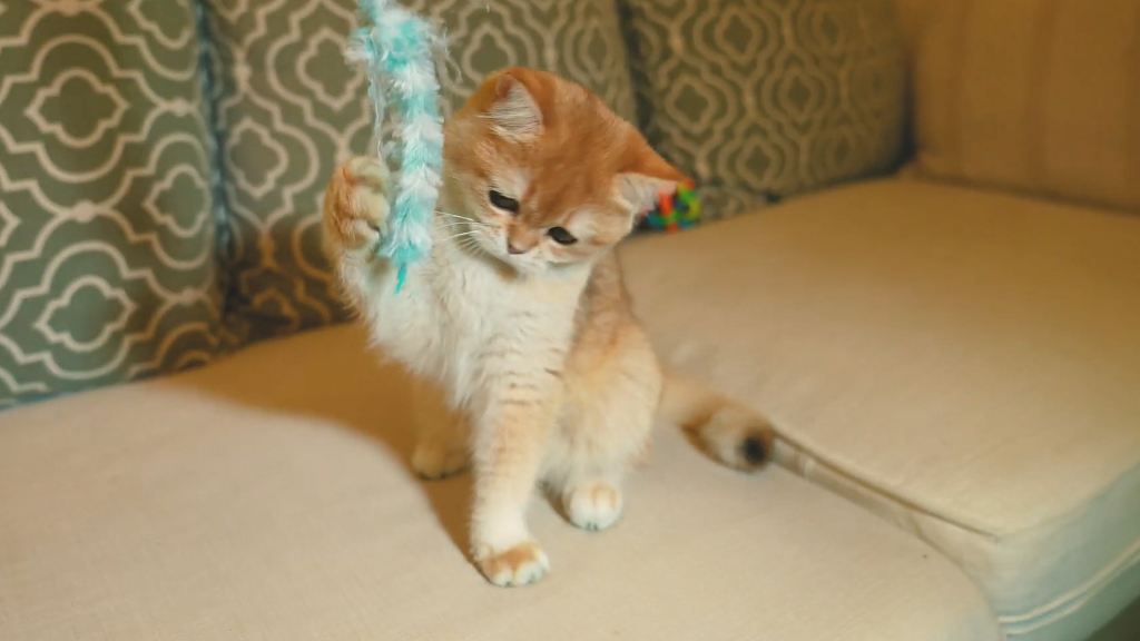 一只猫身价70万元，可谓是猫中“藏獒”，它凭啥这样贵？(图8)