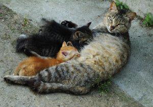 母猫会咬死刚出生的幼猫，是因为不爱吗？(图1)