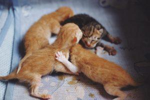 母猫会咬死刚出生的幼猫，是因为不爱吗？(图2)