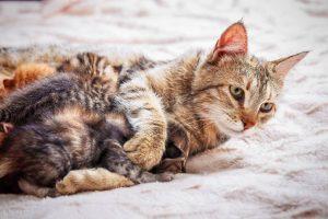 母猫会咬死刚出生的幼猫，是因为不爱吗？(图5)