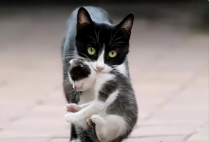 母猫会咬死刚出生的幼猫，是因为不爱吗？(图7)